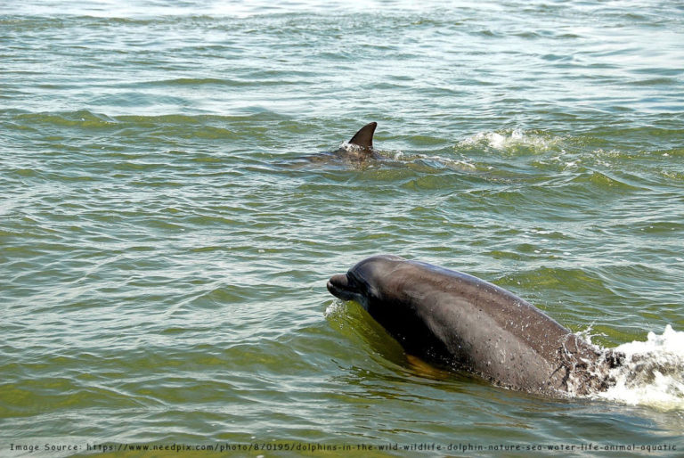 Νεκρό δελφίνι, δεύτερο σε μια εβδομάδα, ξεβράστηκε στην Ικαρία