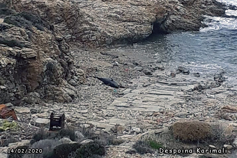 Νεαρό δελφίνι σε προχωρημένη σήψη ξεβράστηκε στο Γιαλισκάρι