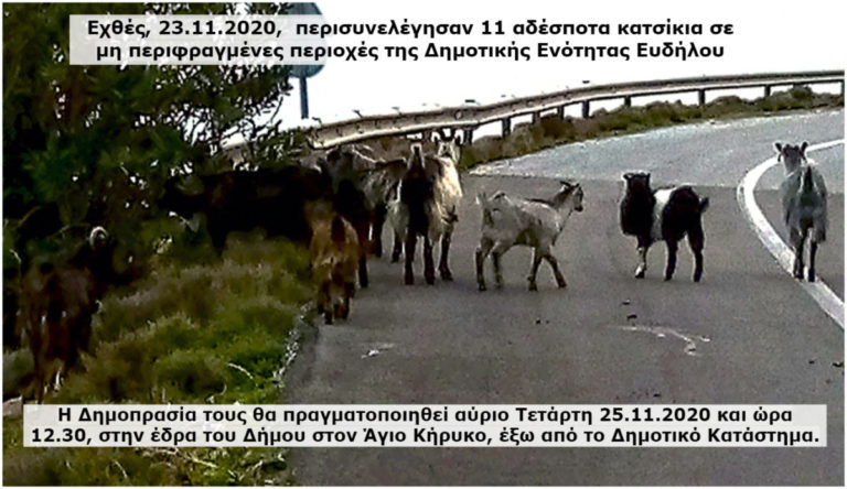 Δημοπρασία αδέσποτων ζώων που περισυνελέγησαν από δημοτικό συνεργείο