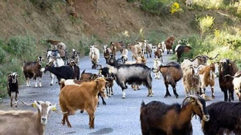 Ο Δήμος Ικαρίας καταδικάζει το περιστατικό κακοποίησης ζώου αποίμενης κτηνοτροφίας