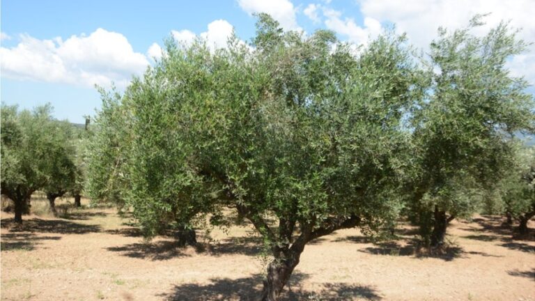 Οι ημερομηνίες έναρξης της συγκομιδής μετά την ολοκλήρωση των ψεκασμών δακοκτονίας στην Ικαρία