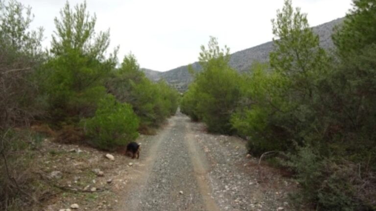 Απαγόρευση κυκλοφορίας οχημάτων και παραμονής εκδρομέων σε δάση και ευπαθείς περιοχές του Νομού Σάμου