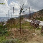 Δράση δεντροφύτευσης στο Φάρο