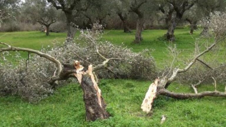 Αποζημιώσεις ΕΛΓΑ για ζημιές από την ανεμοθύελλα της 16ης και 17ης Μαΐου