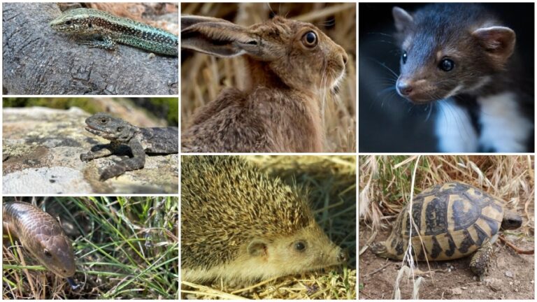 Μήνυμα ευαισθητοποίησης από τον Δήμο Ικαρίας προς ντόπιους και επισκέπτες οδηγούς