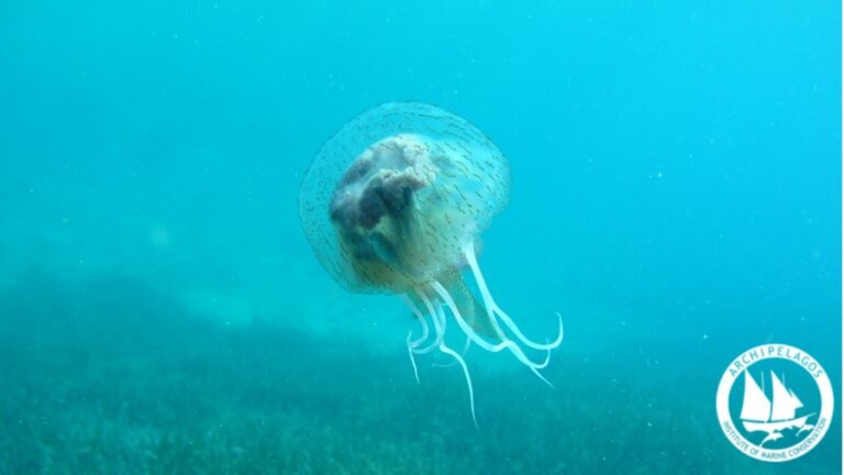 «Αρχιπέλαγος»: Οι μέδουσες στις ελληνικές θάλασσες είναι μέρος της φύσης όχι απειλή