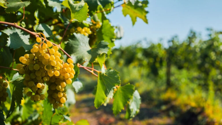 Έως τις 15 Δεκεμβρίου οι δηλώσεις συγκομιδής σταφυλιών στη Σάμο και την Ικαρία