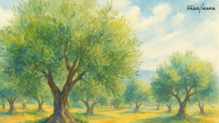 olive grove, trees