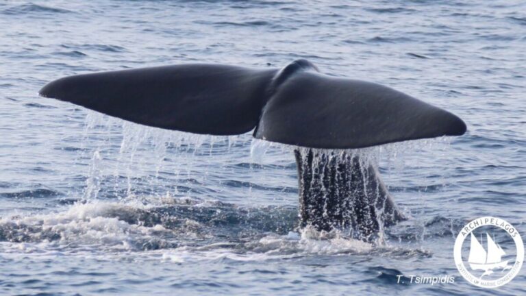 Φυσητήρας στην τάφρο της Ικαρίας σε εντυπωσιακή κατάδυση