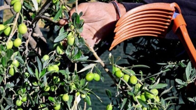 3ο Διεθνές Συνέδριο Ελαιοκομίας στη Λέσβο