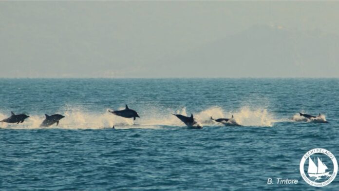A large pod of striped dolphins was spotted north of Ikaria