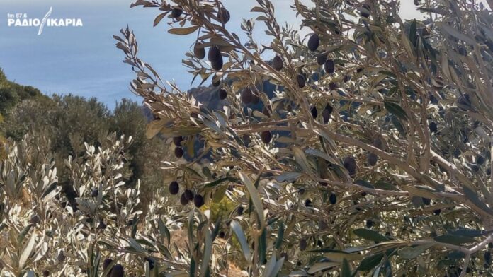 Olive, olive trees, olive cultivation, olive production, extra virgin olive oil
