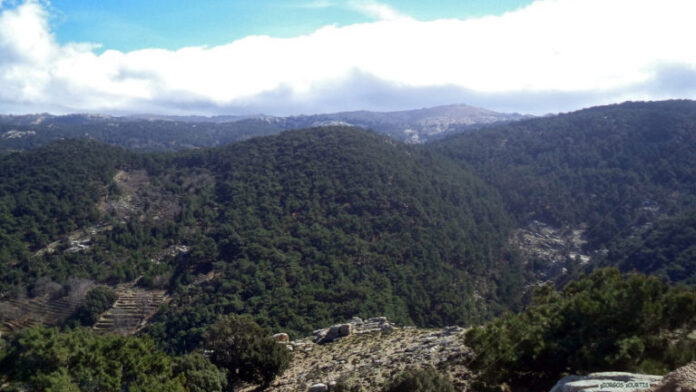 Forest lands
