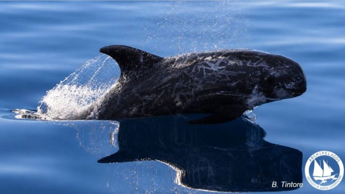 Sightings of bottlenose dolphins between Ikaria and Chios