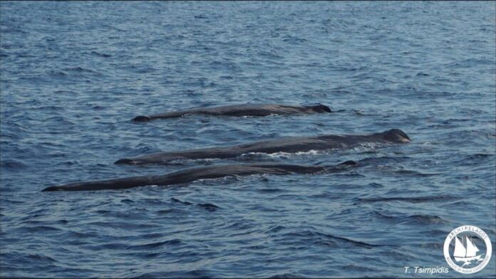 Autumn survey of sperm whales north of Ikaria